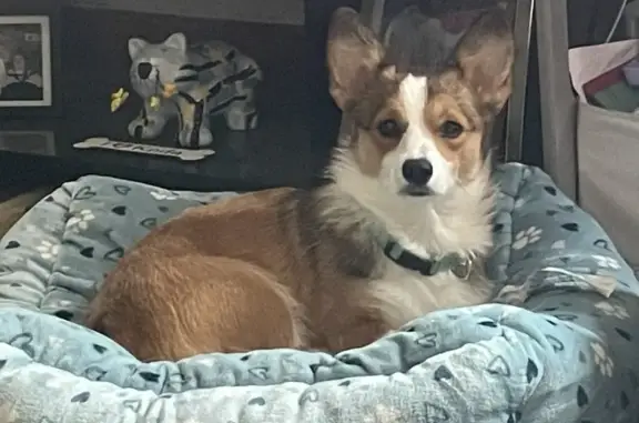 Lost 1-Yr-Old Corgi in Burlington - Reward!