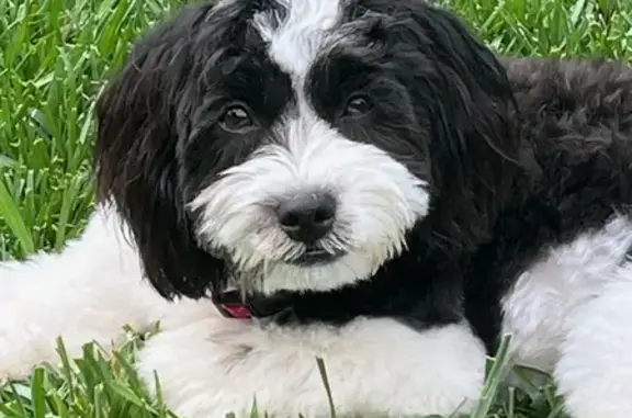 Lost Shih Tzu Poodle Mix in Vernon Hills