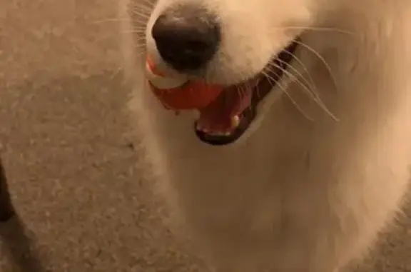 Lost Samoyed in Epping - Help Needed!