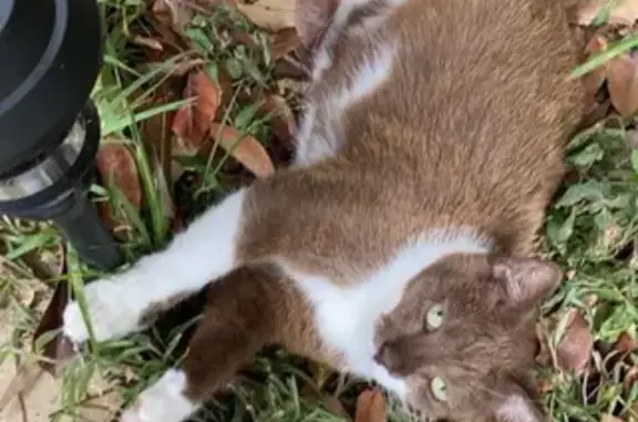 Lost Chubby Brown & White Cat in Sydney