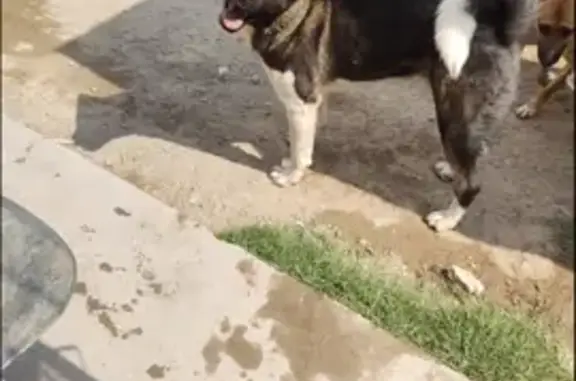 ¡Perdida! Perrita Akita Tricolor en CDMX