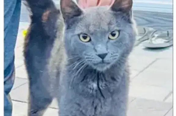 Lost Russian Blue Cat: Pickle, East Brunswick