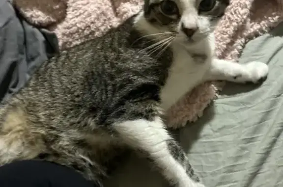 Missing 5-Month-Old Gray & White Kitten