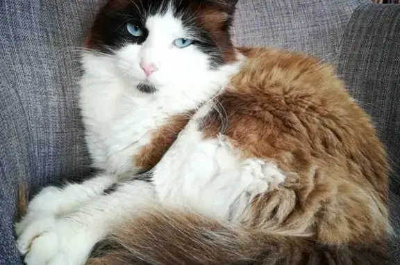 Chat Ragdoll Disparu au Bois de Marmajou - photo