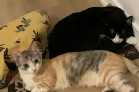 Chatte Nounoune disparue à Soissons - photo