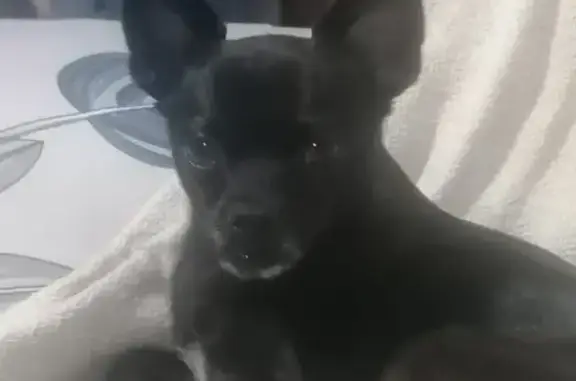 Perro Perdido: Chihuahua Negro en Almayate Bajo