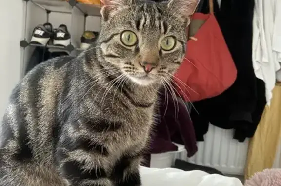 Missing 2-Year-Old Tabby Cat - Tubbenden Lane