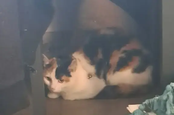 Chat trouvé avec collier et clochette - photo