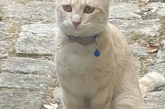 Jeune chat sable trouvé Rue du Secretain - photo