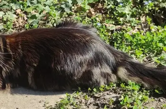 Chat perdu, Melesse, photo: Chat Maine Coon perdu à Melesse, 12/08/24