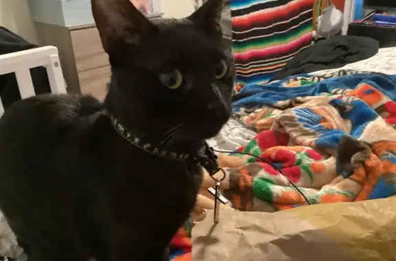 Lost Black Male Cat on S. Broadway, Santa Maria