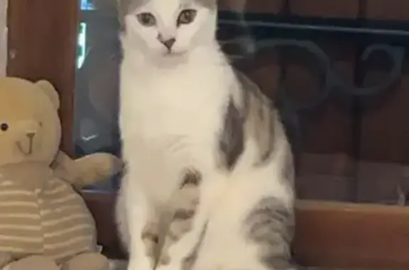 Chat mâle tigré disparu à Cranves-Sales - photo