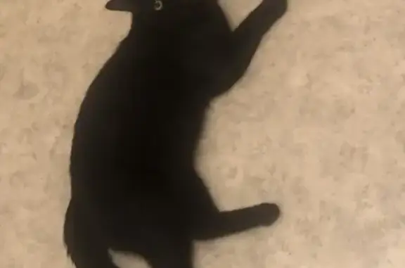 Chat noir mâle trouvé, non castré, Rue Defrance - photo