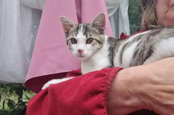 Jeune chat gris/blanc trouvé, non identifié, Mayenne - photo