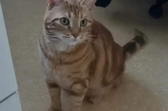 Animaux perdus Louverné, photo: Chat perdu rue de Lisbonne, Louverné