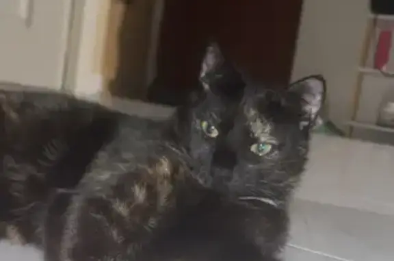 Chatte écaille de tortue disparue à Charleville - photo