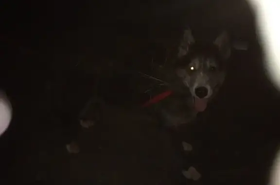 Chienne grise 11 ans trouvée à Saint-Ondras - photo