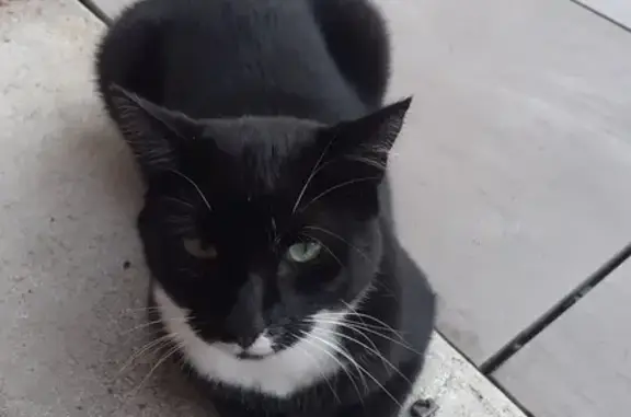 Chat perdu : Filou, mâle noir et blanc - photo