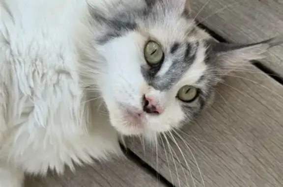 Chat trouvé Rue Yvette Jacobs Ortega - photo