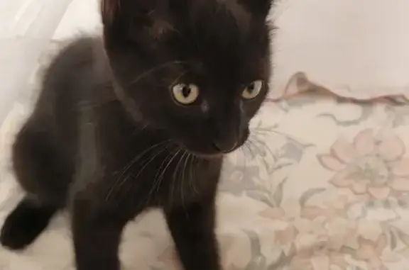 Chaton joueuse trouvée à Saint-Nazaire - photo