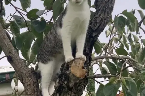 Missing Male Cat: Gray & White, Cragg St