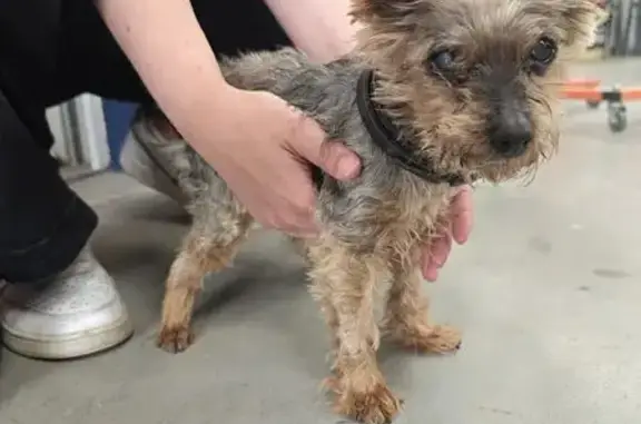 Yorkshire Toy femelle 17 ans trouvée à Vassy - photo