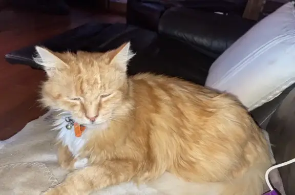 Missing Long-Haired Ginger Cat in Hobsons Bay