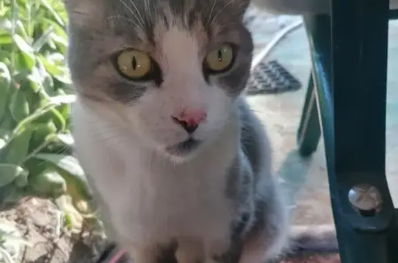 Chat mâle castré trouvé à Saint-Jean-sur-Vilaine - photo