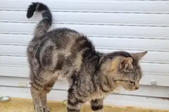 Chat tigré trouvé, femelle, Les Eyzies - photo