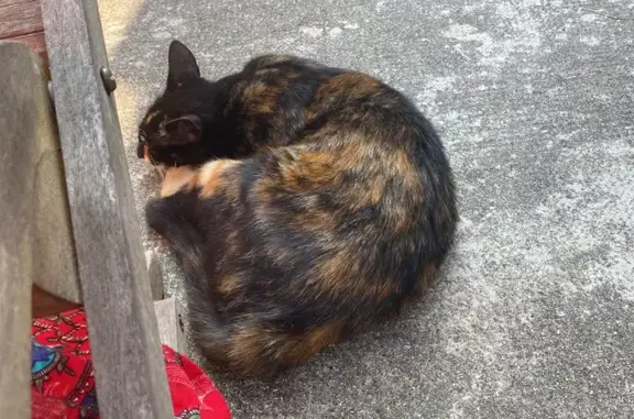 Chat perdu, Le Crotoy, photo: Chat perdu rue Carnot, Le Crotoy