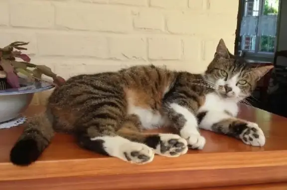 Animaux perdus , photo: Chat disparu : Zéphyr, tigré et blanc, Rue du Journal