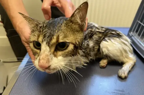 Jeune chat mâle trouvé au Puy Saint Bonnet - photo