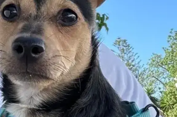 Perro Joven Encontrado en Aloha Golf, San Pedro