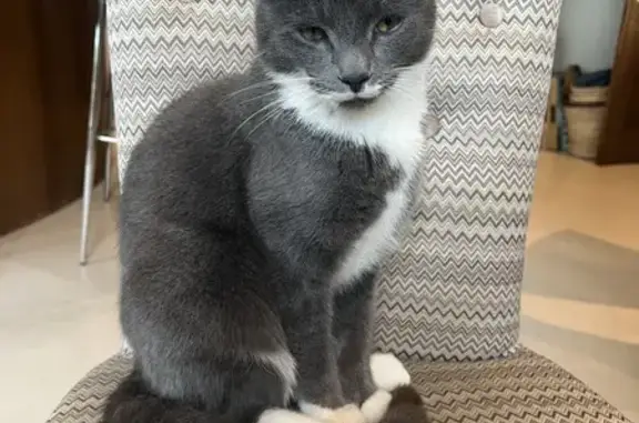 Missing Grey Cat 'Toast' - Hillgrove Lane