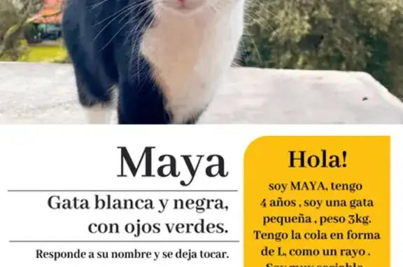 ¡Gato Perdido en Ruiloba! Maya, Cola Torcida