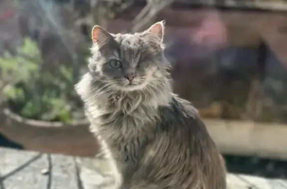 Chat perdu, Biard, photo: Chat borgne disparu à Biard, répond à 