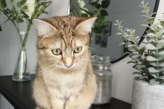 Animaux perdus Toulon, photo: Chatte rousse perdue, Olya, Toulon