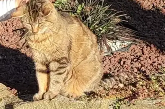 Chat perdu, , photo: Chatte tigrée perdue près d'Argentan