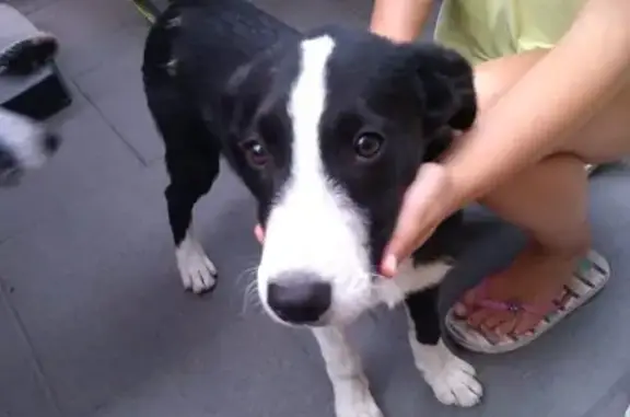 Chien perdu , photo : Chienne croisée perdue, noire et blanche, Pagny