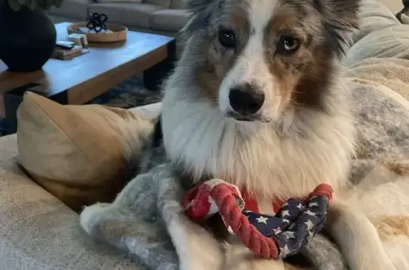 Lost Mini Aussie Shepherd in Provo - Help!