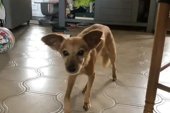 Chien trouvé au Chemin du Carrerot, La Tour - photo