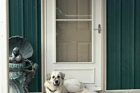 Lost Tan Great Pyrenees Puppy in Watts