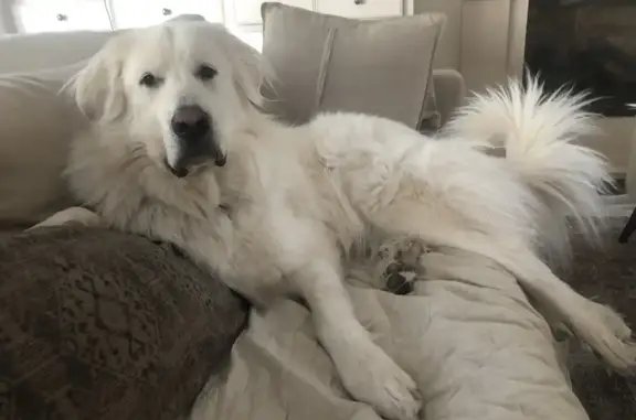 Found dog , photo: Lost White Great Pyrenees on Paradise Drive