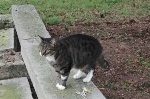 Chat perdu, Chauny, photo: Chat tigré perdu, forte récompense offerte