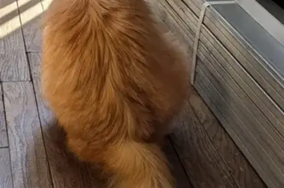 Animaux perdus , photo: Chat roux disparu à Gahard, contactez Adeline