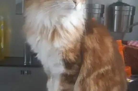 Chat perdu, Notre-Dame-de-Monts, photo: Chat européen perdu à Notre-Dame-de-Monts