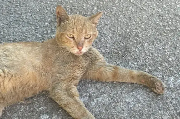 Adopta a un Gato Especial en Mijas