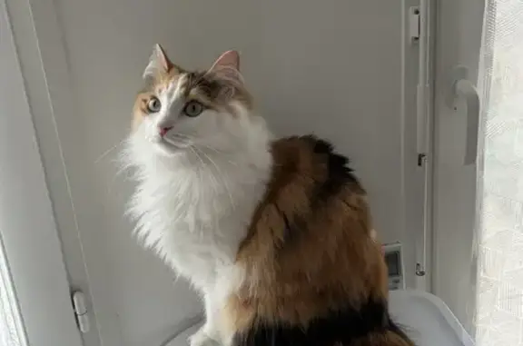 Animaux perdus , photo: Chatte tricolore perdue à Montchevreuil