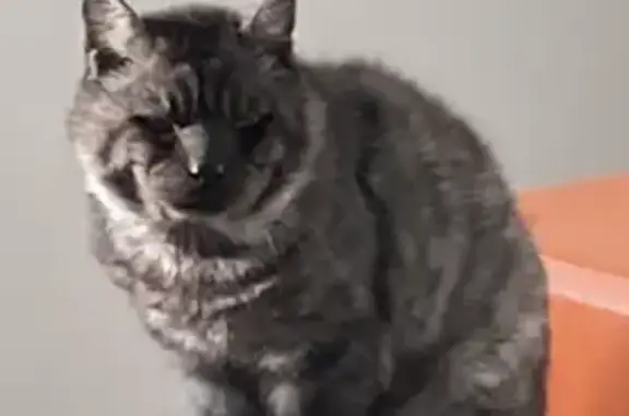 Chat perdu, La Capelle-lès-Boulogne, photo: Chat âgé et boiteux disparu à La Plaine