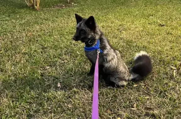 Lost Male Silver Fox Dog, 2.5 Yrs, Ocala